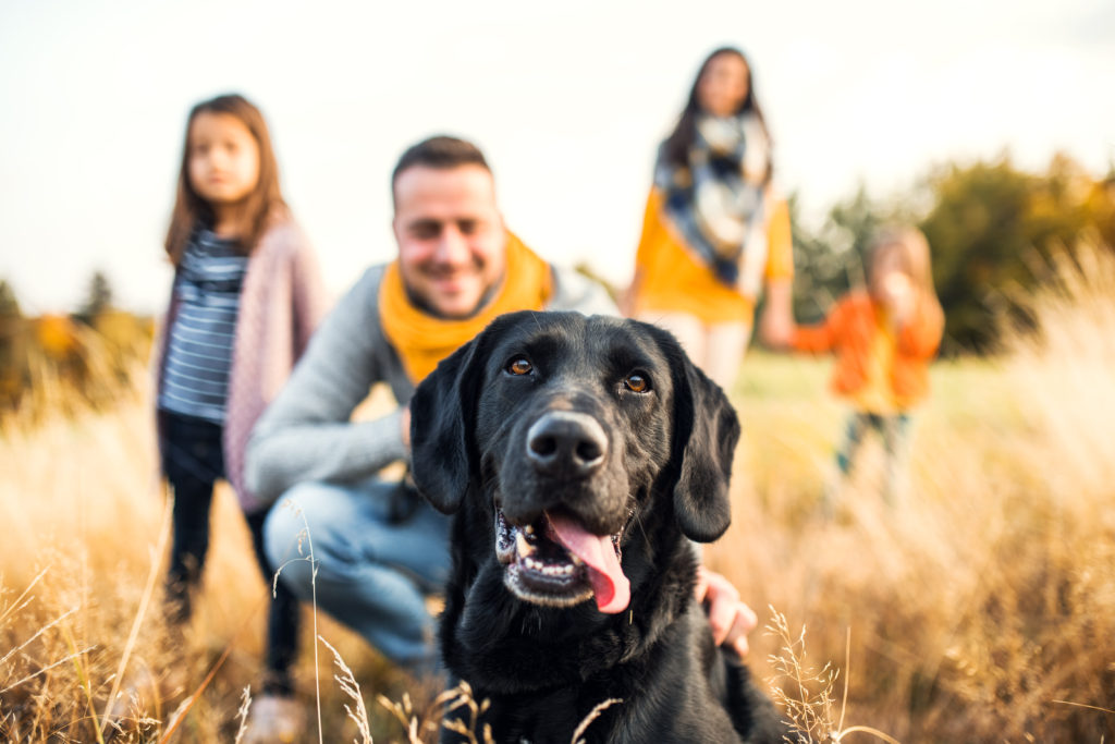 Tips for Families Moving with a Pet